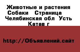 Животные и растения Собаки - Страница 4 . Челябинская обл.,Усть-Катав г.